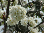 Natura. Ciliegi in fiore sulle colline che circondano Marostica e i comuni limitrofi