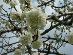 Fioritura dei ciliegi. E� uno degli eventi pi� attesi dell�anno: segna l�inizio della primavera e preannuncia la grande Festa delle Ciliegie di fine maggio