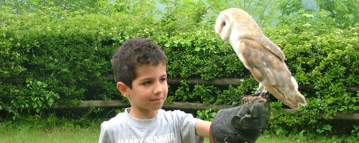 Marostica - dimostrazione di falconeria