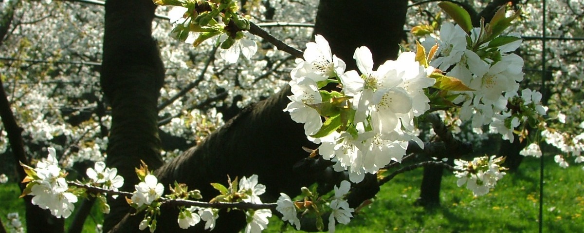 Marostica - fioritura dei ciliegi
